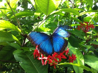 In the Butterfly Conservatory
