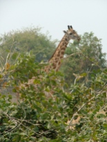 Giraffe: harder to spot than you think
